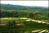 tour packages bali driver