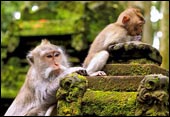 tour packages bali driver