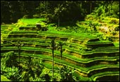 tour packages bali driver