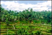 tour packages bali driver